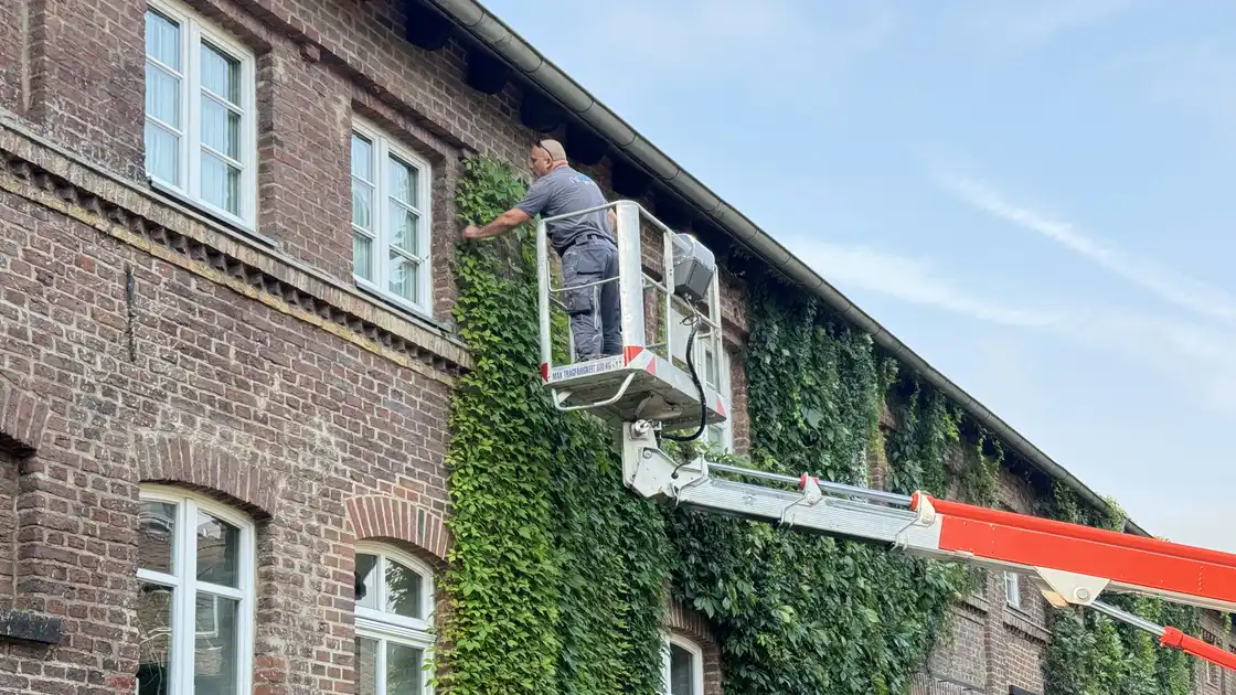 Ein Mitarbeiter beim Rückschnitt von Wein an einer Hauswand